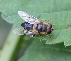 Eristalis pertinax
