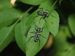Cosmodela batesi