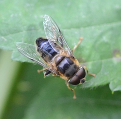 Eristalis pertinax
