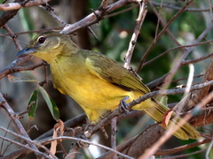 Chlorocichla flaviventris