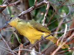 Chlorocichla flaviventris