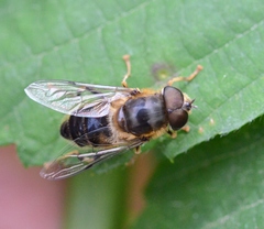 Eristalis pertinax