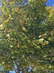 Ginkgo