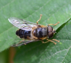 Eristalis pertinax