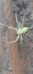 Araneus cingulatus