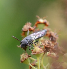 Sapygina decemguttata