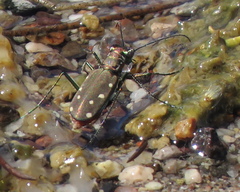 Cicindela ocellata