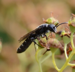 Sapygina decemguttata