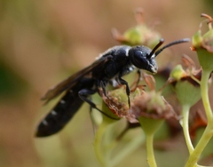 Sapygina decemguttata