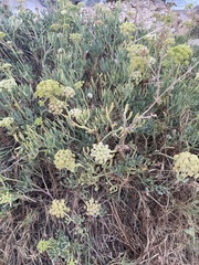 Crithmum maritimum