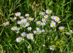 Erigeron