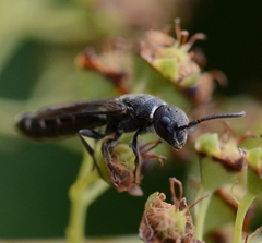 Sapygina decemguttata