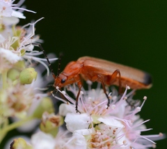 Rhagonycha fulva