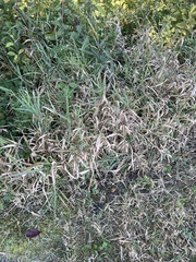 Phalaris arundinacea