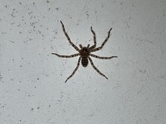 Heteropoda venatoria