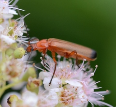 Rhagonycha fulva