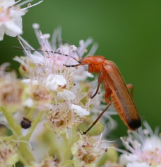 Rhagonycha fulva