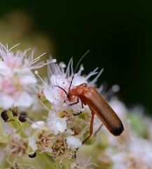Rhagonycha fulva