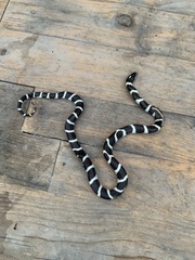 Lampropeltis californiae