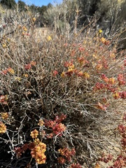 Eriogonum umbellatum