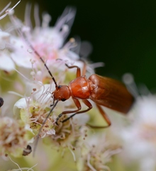 Rhagonycha fulva