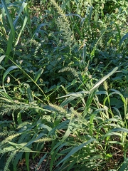 Setaria