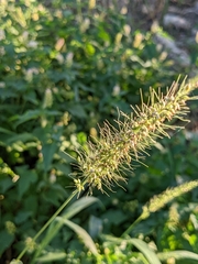 Setaria