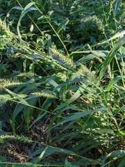 Setaria