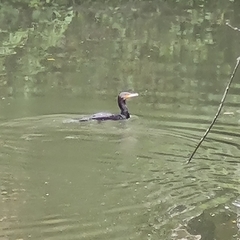 Phalacrocorax carbo