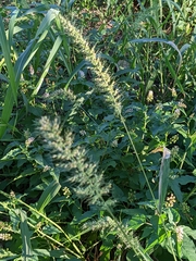 Setaria