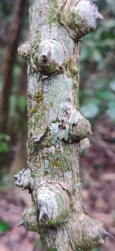 Mezoneuron cucullatum, photograph 5
