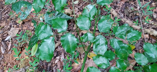 Mezoneuron cucullatum, photograph 6