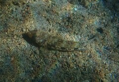 Gobius geniporus