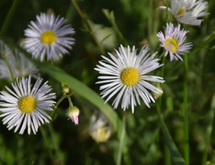 Erigeron