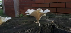 Lentinus scleropus