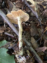 Collybiopsis peronata