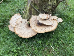 Cerioporus squamosus