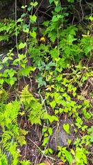 Calochortus barbatus