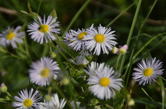 Erigeron