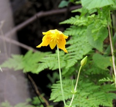 Calochortus barbatus