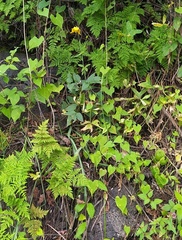 Calochortus barbatus