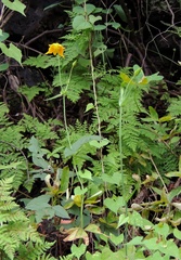 Calochortus barbatus