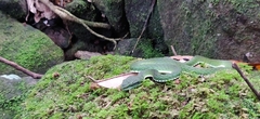 Craspedocephalus macrolepis