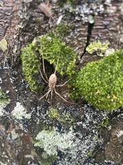 Rilaena triangularis