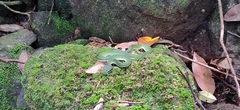 Craspedocephalus macrolepis