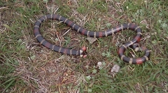 Micrurus altirostris