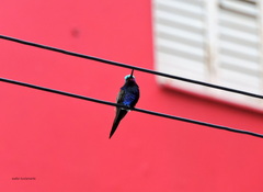 Heliomaster furcifer