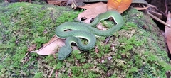 Craspedocephalus macrolepis