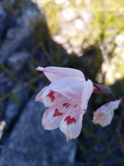 Gladiolus debilis