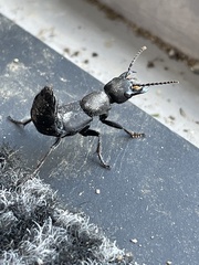 Ocypus olens
